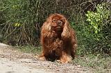 CAVALIER KING CHARLES 017